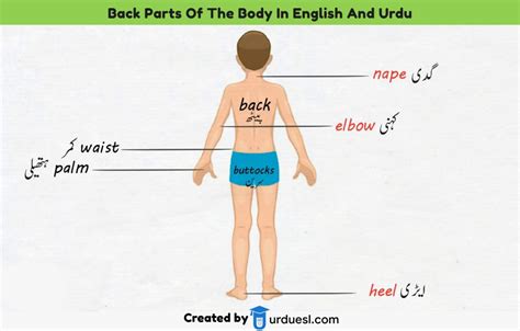 kamar in english body part